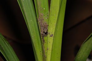 Another cymbidium new growth filled with ash residue